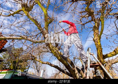 Homme âgé, jardinier est monté dans la cime et l'élagage des branches d'arbres fruitiers, il s'appuie sur une échelle avec un pied et sur un arbre avec l'autre. Banque D'Images