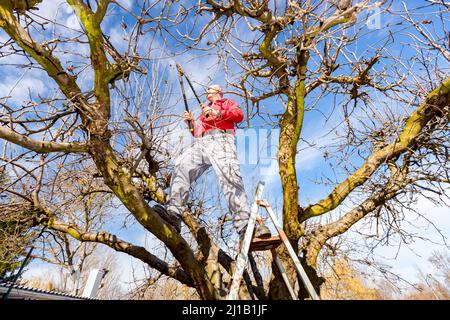 Homme âgé, jardinier est monté dans la cime et l'élagage des branches d'arbres fruitiers, il s'appuie sur une échelle avec un pied et sur un arbre avec l'autre. Banque D'Images