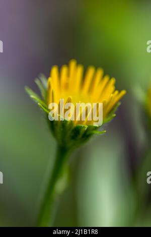 Buphthalmum salicifolium fleurit en montagne Banque D'Images