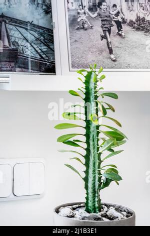 Euphorbia trigona en pot avec pierres et photos derrière Banque D'Images