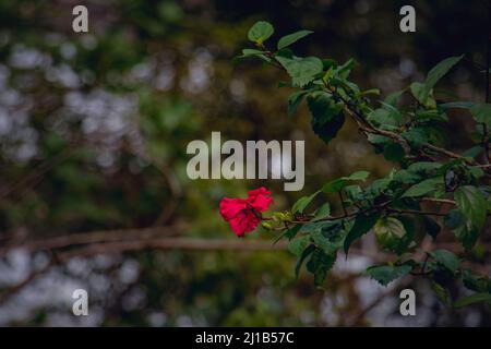 Un beau paysage de fleurs hawaïennes hibiscus rouges accrochées à un arbre en hiver. Banque D'Images