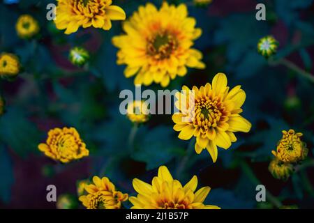 Un beau paysage de tournesol vivace Helianthus multiflorus en hiver Banque D'Images