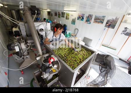 RETIRER LES FEUILLES DES OLIVES AVANT LE BROYAGE AU MOULIN DU MAS DES BORIES, DOMAINE DE L'HUILE D'OLIVE, CHEMIN DE LA COUSTADE, (13) SALON-DE-PROVENCE, SUD DE LA FRANCE, PROVENCE ALPES CÔTES D'AZUR, FRANCE Banque D'Images