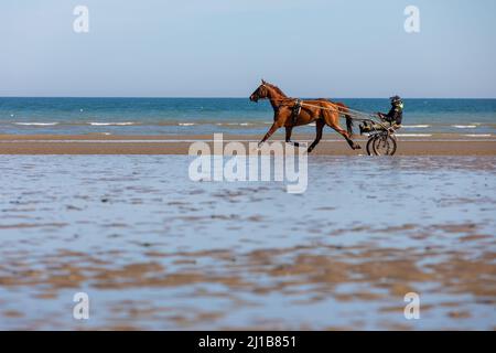 FORMATION DES CHEVAUX DE COURSE SUR LA PLAGE DE CABOURG, CALVADOS, NORMANDIE, FRANCE Banque D'Images