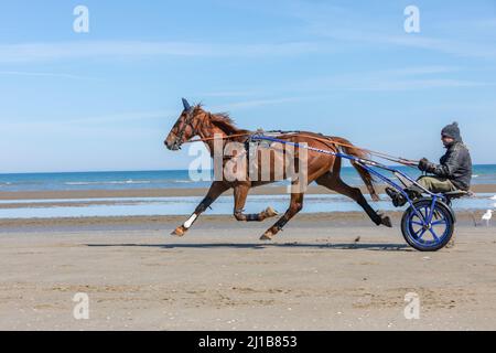 FORMATION DES CHEVAUX DE COURSE SUR LA PLAGE DE CABOURG, CALVADOS, NORMANDIE, FRANCE Banque D'Images