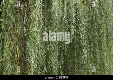 Beaucoup de branches de saule suspendues avec des feuilles. Banque D'Images