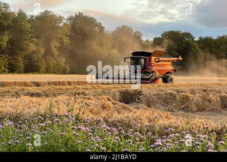 RÉCOLTE DE BLÉ EN FIN D'APRÈS-MIDI DANS LA CAMPAGNE NORMANDE, RUGLES, NORMANDIE, FRANCE Banque D'Images