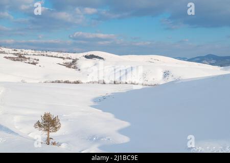 Paysage de montagne d'hiver dans la neige, magnifique paysage de Zlatibor Banque D'Images