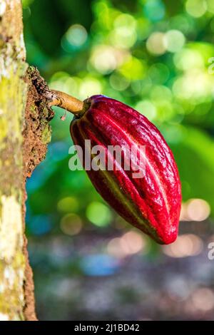 CACAO GOUSSES, PLANTATION EL SENDERO DEL CACAO, HACIENDA LA ESMERALDA LAS PAJAS, SAN FRANCISCO DE MACORIS, RÉPUBLIQUE DOMINICAINE Banque D'Images