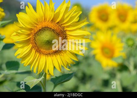 Beau grand tournesol dans le jardin, lop buri, Thaïlande. Concept de fleurs Banque D'Images