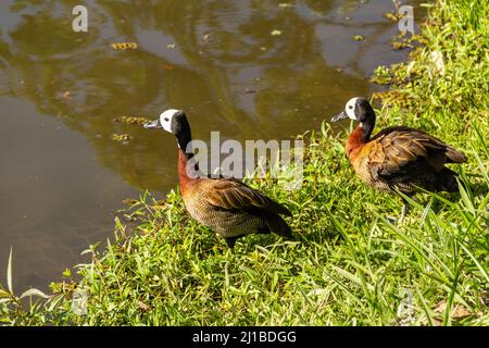 Goias, Brésil – 23 mars 2022 : deux canards sur l'herbe au bord du lac dans un parc public. Dendrocygna viduata. Banque D'Images