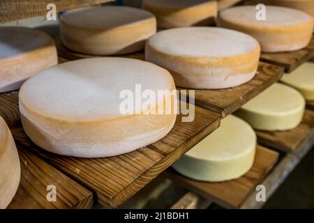 TOMME DE MONTAGNE, FROMAGES AFFINÉS (FROMAGES PRESSÉS, NON CUITS ET SEMI-CUITS), FERME BLOMONT, MANZAT, COMBRAILLES, (63) PUY DE DOME, AUVERGNE Banque D'Images