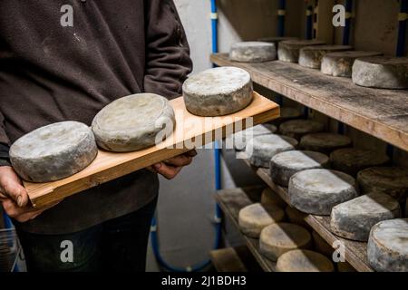 TOMME DE MONTAGNE, FROMAGES AFFINÉS (FROMAGES PRESSÉS, NON CUITS ET SEMI-CUITS), FERME BLOMONT, MANZAT, COMBRAILLES, (63) PUY DE DOME, AUVERGNE Banque D'Images