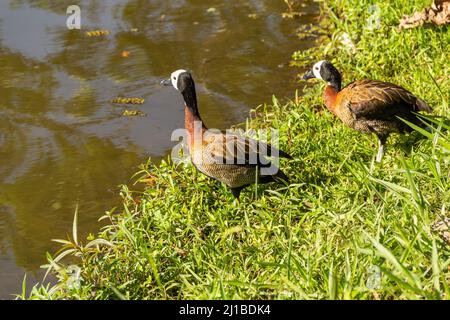 Goias, Brésil – 23 mars 2022 : deux canards sur l'herbe au bord du lac dans un parc public. Dendrocygna viduata. Banque D'Images