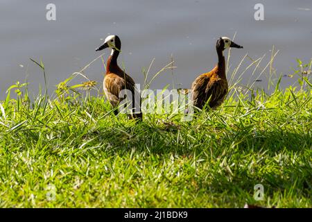 Goias, Brésil – 23 mars 2022 : deux canards sur l'herbe au bord du lac dans un parc public. Dendrocygna viduata. Banque D'Images