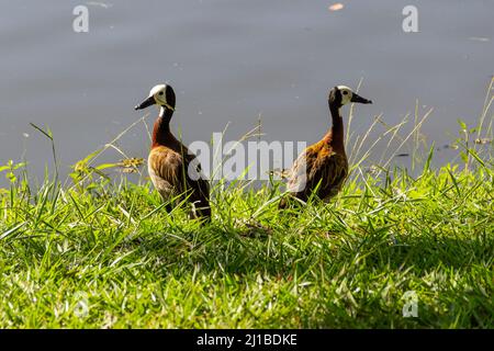 Goias, Brésil – 23 mars 2022 : deux canards sur l'herbe au bord du lac dans un parc public. Dendrocygna viduata. Banque D'Images