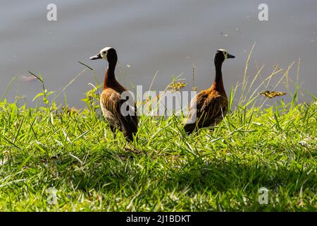 Goias, Brésil – 23 mars 2022 : deux canards sur l'herbe au bord du lac dans un parc public. Dendrocygna viduata. Banque D'Images