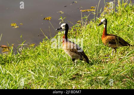 Goias, Brésil – 23 mars 2022 : deux canards sur l'herbe au bord du lac dans un parc public. Dendrocygna viduata. Banque D'Images