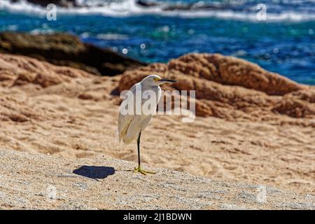 Un gros plan d'un aigrette debout sur une jambe sur une grande pierre à la plage par une journée ensoleillée avec la mer dans un arrière-plan flou Banque D'Images