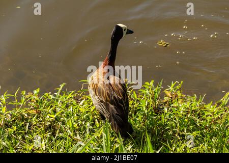 Goias, Brésil – 23 mars 2022 : un canard sur l'herbe au bord du lac dans un parc public. Irerê (Dendrocygna viduata) Banque D'Images