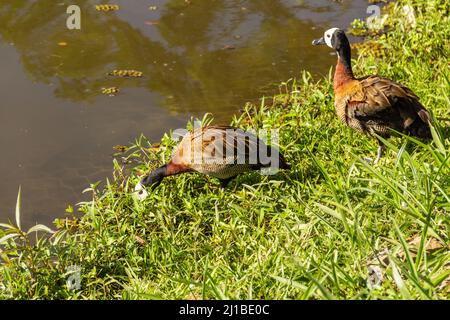 Goias, Brésil – 23 mars 2022 : deux canards sur l'herbe au bord du lac dans un parc public. Dendrocygna viduata. Banque D'Images