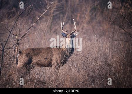 Scène sauvage de sika unique ou de cerf tacheté (Cervus nippon) dans l'habitat naturel Banque D'Images