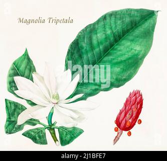 Illustration de la fin du siècle 19th du Magnolia tripetala, alias Umbrella Magnolia arbre de la famille des Magnoliaceae originaire du sud-est des États-Unis. L'illustration d'Asa Gray préparée entre les années 1849 et 1859, pour accompagner un rapport sur les arbres forestiers d'Amérique du Nord, Washington. Banque D'Images