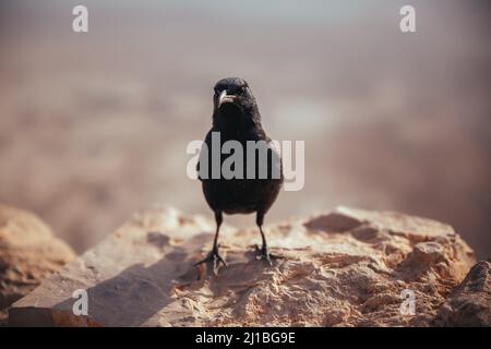 Photo d'un tristram avec mise au point peu profonde, debout sur une grande pierre en plein soleil avec un arrière-plan flou Banque D'Images