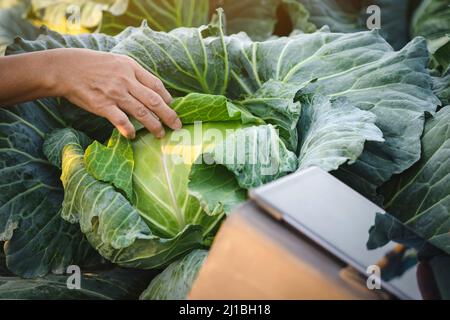 Main de la femme jardinier recherche et de vérifier la qualité du chou frais avec comprimé numérique dans la ferme biologique. Contrôle agricole asiatique sur le champ de chou. Agricu Banque D'Images