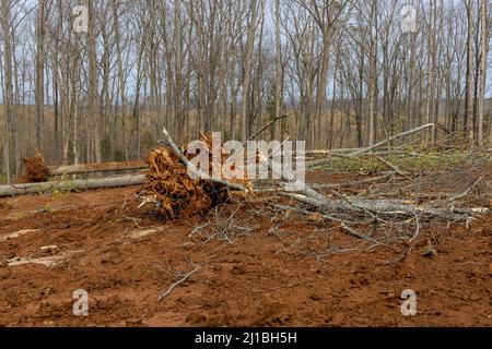 L'enlèvement des souches d'arbre se trouve dans la forêt avec la préparation des terres pour le logement du nouveau complexe Banque D'Images