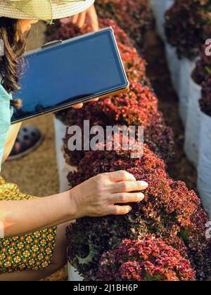 Main de la femme jardinier recherche et de vérifier la qualité de la laitue Red Oak fraîche avec un comprimé numérique dans une ferme biologique. Contrôle agricole asiatique sur Red Oak Lettu Banque D'Images