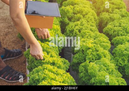 Main de la femme jardinier recherche et de vérifier la qualité de la laitue fraîche avec la tablette numérique dans la ferme biologique. Contrôle agricole asiatique sur le champ de laitue. Agricu Banque D'Images