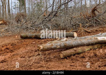 Déboisement du tronc et des racines des arbres de souche de la forêt sur le sol, après avoir enlevé les arbres Banque D'Images