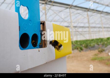 Sachsen, Allemagne. 24th mars 2022. Une abeille vole à sa colonie dans une serre à Gemüsebau Kyhna KG. La société du nord de la Saxe, connue pour ses asperges, cultive également des fraises sur une superficie de plus de deux hectares. En cultivant dans des serres de feuilles, les fraises peuvent être récoltées dès la fin avril. Dix colonies de bourdons sont placées pour polliniser les fleurs. Credit: Sebastian Willnow/dpa-Zentralbild/ZB/dpa/Alay Live News Banque D'Images