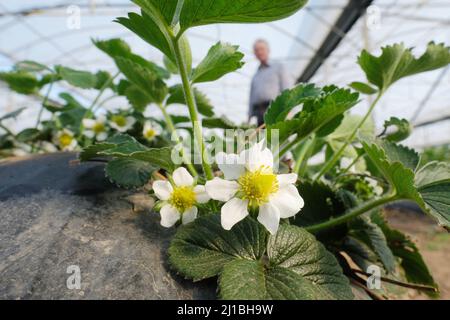 Sachsen, Allemagne. 24th mars 2022. Les fraisiers fleurissent dans une serre à Gemüsebau Kyhna KG. La société du nord de la Saxe, connue pour ses asperges, cultive également des fraises sur une superficie de plus de deux hectares. En cultivant dans des serres de feuilles, les fraises peuvent être récoltées dès la fin avril. Dix colonies de bourdons sont placées pour polliniser les fleurs. Credit: Sebastian Willnow/dpa-Zentralbild/ZB/dpa/Alay Live News Banque D'Images