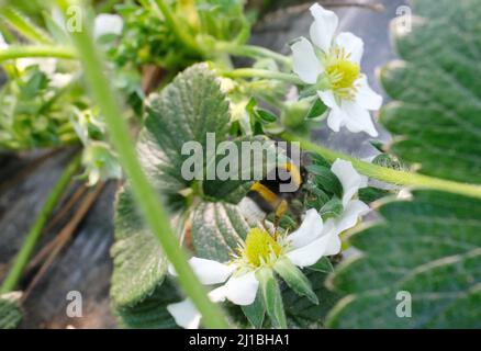 Sachsen, Allemagne. 24th mars 2022. Un bourdon sur la fleur d'une fraise dans une serre à Gemüsebau Kyhna KG. La ferme du nord de la Saxe, connue pour ses asperges, cultive également des fraises sur une superficie de plus de deux hectares. En cultivant dans des serres de feuilles, les fraises peuvent être récoltées dès la fin avril. Dix colonies de bourdons sont placées pour polliniser les fleurs. Credit: Sebastian Willnow/dpa-Zentralbild/ZB/dpa/Alay Live News Banque D'Images