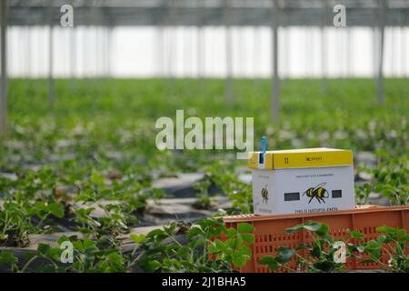 Sachsen, Allemagne. 24th mars 2022. Une boîte Bumblebee se trouve dans une serre à Gemüsebau Kyhna KG. La société du nord de la Saxe, connue pour ses asperges, cultive également des fraises sur une superficie de plus de deux hectares. En cultivant dans des serres de feuilles, les fraises peuvent être récoltées dès la fin du mois d'avril. Dix colonies de bourdons sont placées pour polliniser les fleurs. Credit: Sebastian Willnow/dpa-Zentralbild/ZB/dpa/Alay Live News Banque D'Images