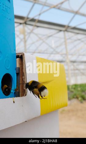 Sachsen, Allemagne. 24th mars 2022. Une abeille vole à sa colonie dans une serre à Gemüsebau Kyhna KG. La société du nord de la Saxe, connue pour ses asperges, cultive également des fraises sur une superficie de plus de deux hectares. En cultivant dans des serres de feuilles, les fraises peuvent être récoltées dès la fin avril. Dix colonies de bourdons sont placées pour polliniser les fleurs. Credit: Sebastian Willnow/dpa-Zentralbild/ZB/dpa/Alay Live News Banque D'Images