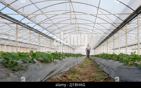 Sachsen, Allemagne. 24th mars 2022. Fraisiers en serre à Gemüsebau Kyhna KG. La société du nord de la Saxe, connue pour ses asperges, cultive également des fraises sur une superficie de plus de deux hectares. En cultivant dans des serres de feuilles, les fraises peuvent être récoltées dès la fin avril. Dix colonies de bourdons sont placées pour polliniser les fleurs. Credit: Sebastian Willnow/dpa-Zentralbild/ZB/dpa/Alay Live News Banque D'Images