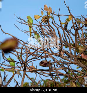 Photo de paraquets à anneaux de roses perchés sur un arbre Banque D'Images