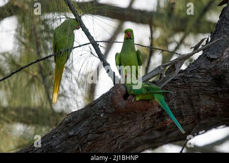 Trois perruches à anneaux roses perchées sur un arbre par leur nid dans un creux d'arbre Banque D'Images