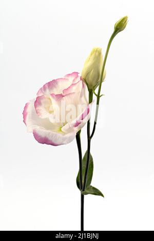 Une belle fleur de Lisianthus blanc, à bordure rose, photographiée sur fond blanc Uni Banque D'Images