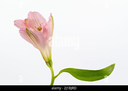Gros plan d'une fleur d'Alstroemeria rose photographiée sur fond blanc Banque D'Images