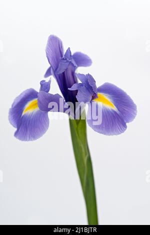 Magnifique iris violet, également connu sous le nom de drapeau violet, photographié sur un fond blanc Uni Banque D'Images
