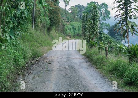 Route de terre (trocha) au sommet d'une montagne colombienne dans la région du café, entourée par la nature et les plantations de café. Banque D'Images