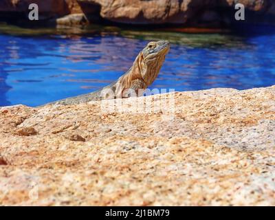 Un cliché peu profond d'un iguana assis sur une grande pierre et se reposant au bord de l'eau Banque D'Images