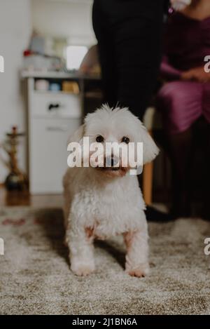 Une photo verticale d'un chien mignon Banque D'Images