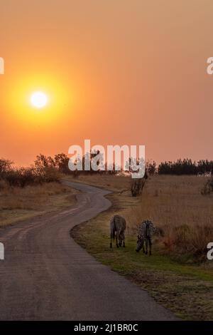 Zèbre des plaines au coucher du soleil, parc national de Pilanesberg Banque D'Images