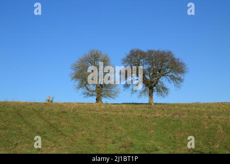 Deux frênes sur une colline sur les North Downs au-dessus de Brabourne près d'Ashford, Kent, Angleterre, Royaume-Uni Banque D'Images