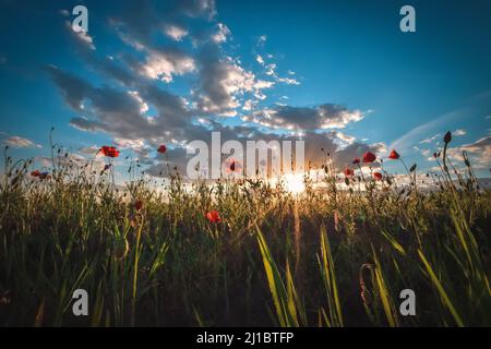 Magnifique paysage coloré d'été. Coquelicots rouges en herbe verte avec ciel bleu et nuages en arrière-plan. Banque D'Images